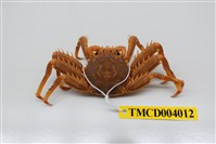 藏品(近親盾牌蟹)的圖片
